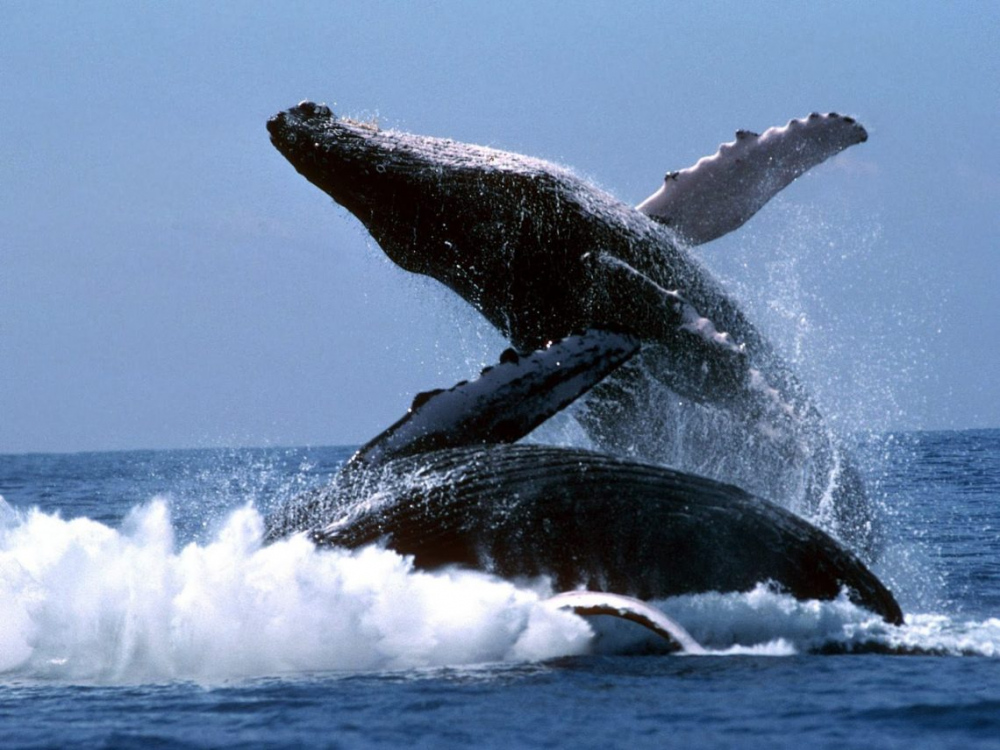 Середня тривалість життя китів
