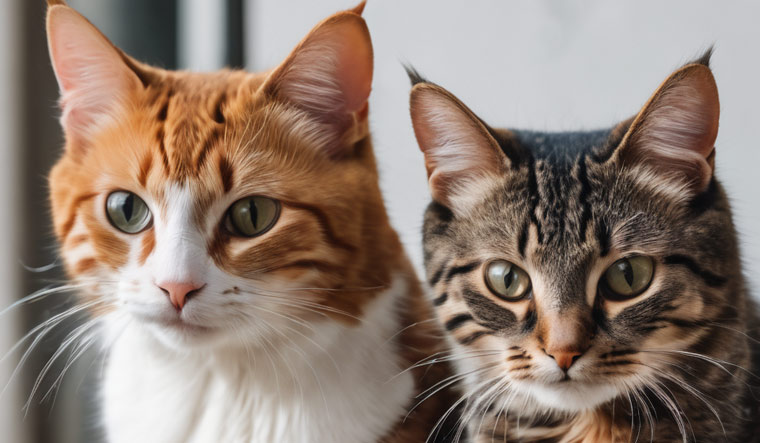 15 цікавих фактів про котів